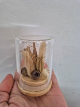 Load image into Gallery viewer, Dried flower Glass Domes