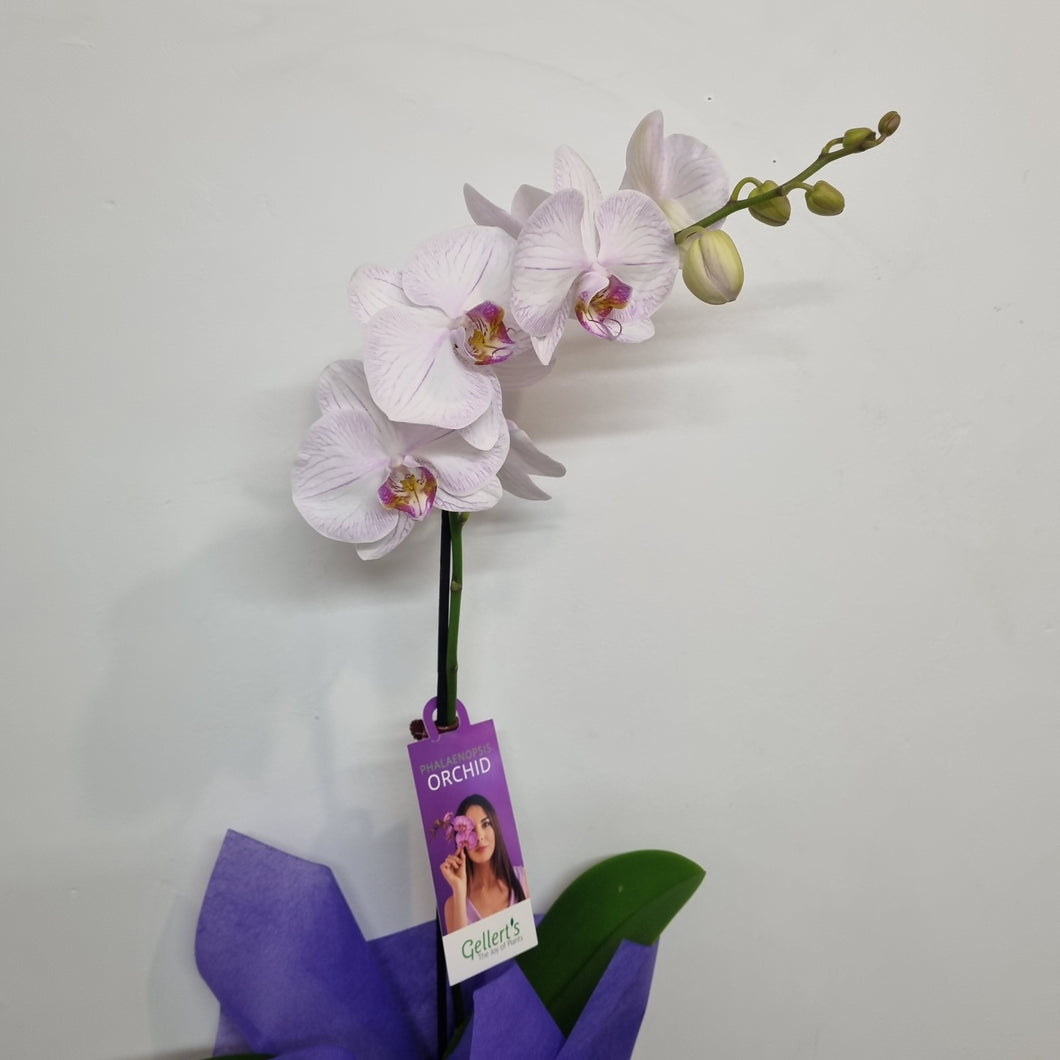 Potted Orchid (phalaenopsis)