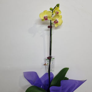 Potted Orchid (phalaenopsis)