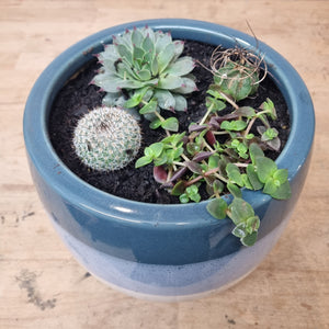 Succulent and Cacti pots