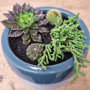 Succulent and Cacti pots