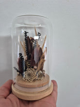 Load image into Gallery viewer, Dried flower Glass Domes