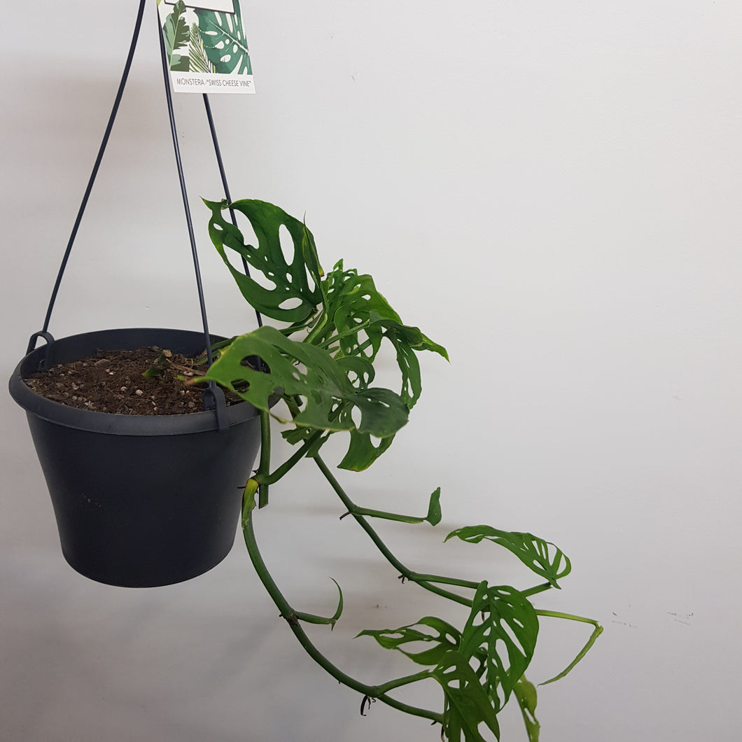 Monstera Swiss Cheese Vine