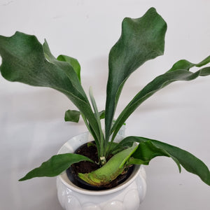 Staghorn fern