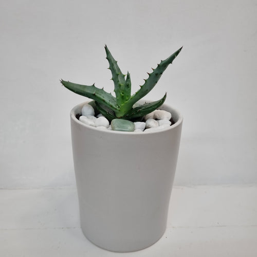 Mini Potted Cactus