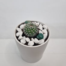 Load image into Gallery viewer, Mini Potted Cactus