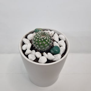 Mini Potted Cactus