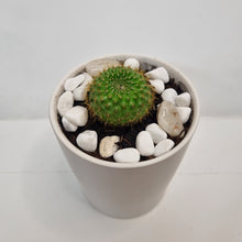 Load image into Gallery viewer, Mini Potted Cactus