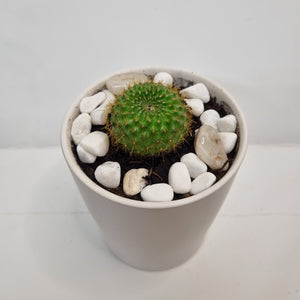 Mini Potted Cactus