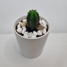 Load image into Gallery viewer, Mini Potted Cactus
