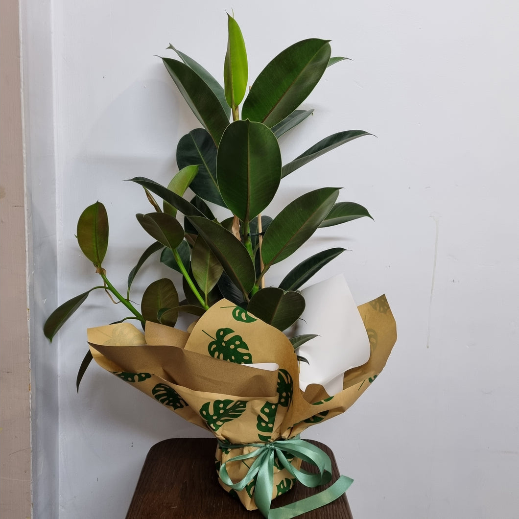 Ficus Melany