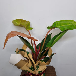 Philodendron Sun Red