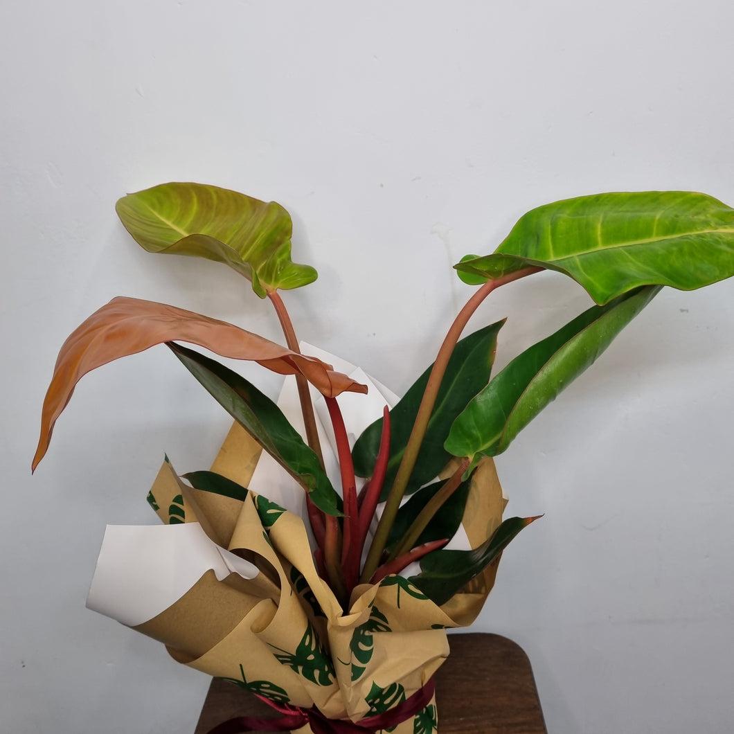 Philodendron Sun Red