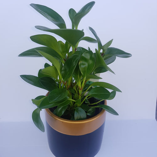 Peperomia obtusifolia 'Jade'
