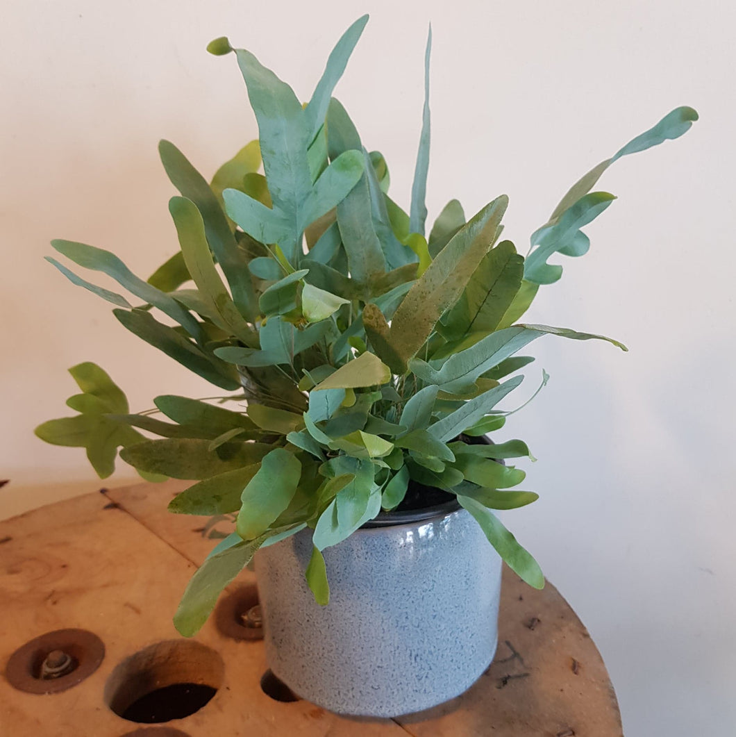 Phlebodium Aureum 