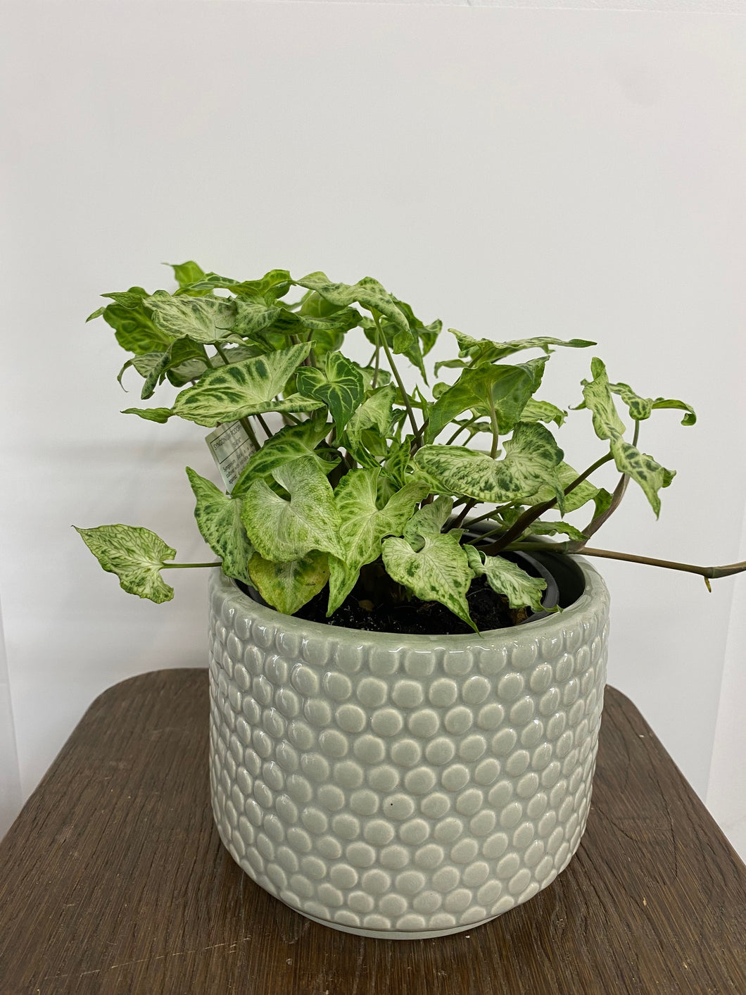 Syngonium Podophyllum 'Batik'