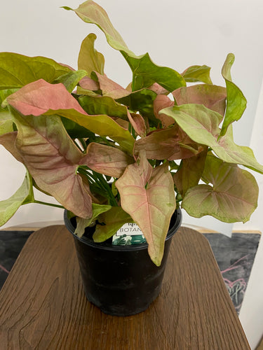 Syngonium podophyllum - Red Heart