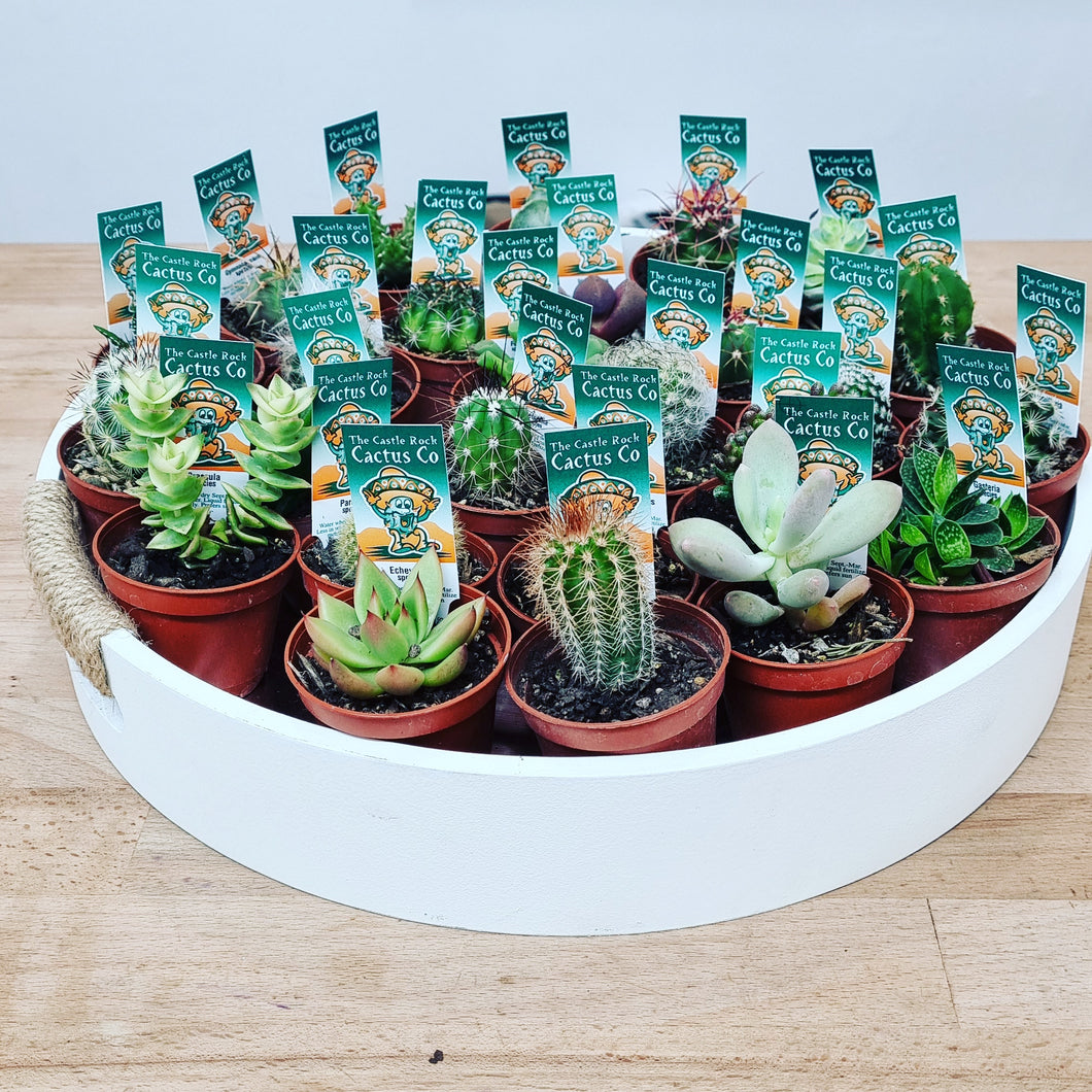 Three Mystery Cacti