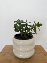 Load image into Gallery viewer, Assorted succulents