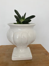 Load image into Gallery viewer, Assorted succulents