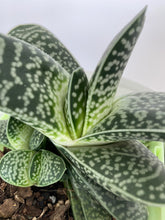 Load image into Gallery viewer, Assorted succulents