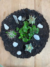 Load image into Gallery viewer, Plant terrarium