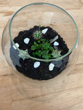 Load image into Gallery viewer, Plant terrarium
