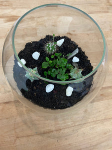 Plant terrarium