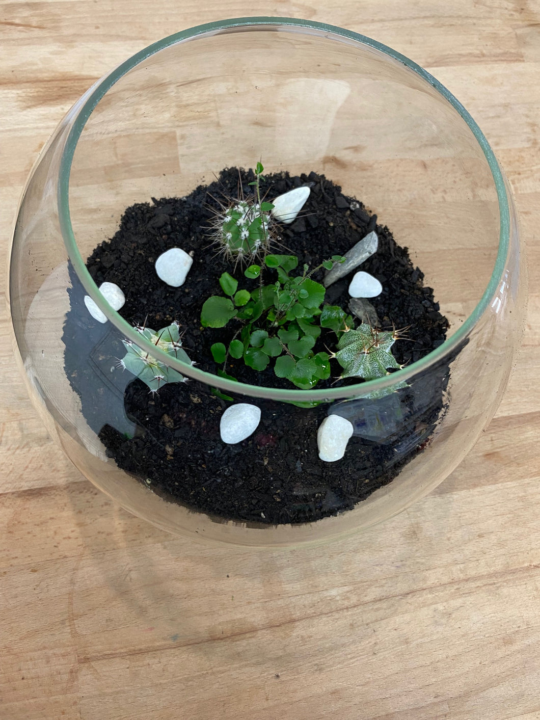 Plant terrarium