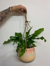 Load image into Gallery viewer, Macramé Plant Hangers