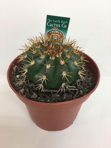 Melocactus